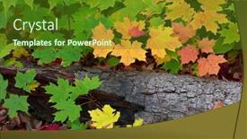  Presentation with dead leaves - PPT theme having close-up-shot-of-colorful background and a tawny brown colored foreground