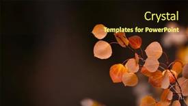  Presentation with close up shot - Presentation theme consisting of close-up-shot-of-colorful background and a wine colored foreground