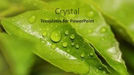  Presentation with curry leaves - Cool new PPT layouts with close-up-shot-of-curry backdrop and a gold colored foreground