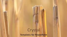  Presentation with tall - Presentation theme featuring close-up-shot-of-cut background and a coral colored foreground