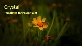  Presentation with moth - Slide deck consisting of close-up-shot-of-daisy background and a wine colored foreground