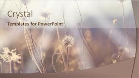  Presentation with dandelion - Presentation with close-up-shot-of-dandelion background and a cream colored foreground