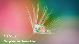  Presentation with water droplet - Theme enhanced with close-up-shot-of-dandelion background and a coral colored foreground