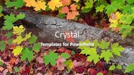  Presentation with dead leaves - Presentation design consisting of close-up-shot-of-dead background and a tawny brown colored foreground