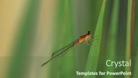  Presentation with dragonfly - Amazing slide set having close-up-shot-of-dragonfly backdrop and a tawny brown colored foreground