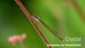  Presentation with dragonfly - Theme having close-up-shot-of-dragonfly background and a tawny brown colored foreground