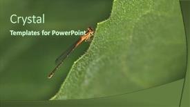  Presentation with dragonfly - Audience pleasing slide deck consisting of close-up-shot-of-dragonfly backdrop and a tawny brown colored foreground