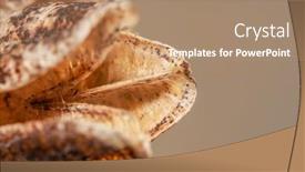  Presentation with daffodil - Slide deck consisting of close-up-shot-of-dried background and a coral colored foreground