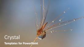  Presentation with feather - PPT theme featuring close-up-shot-of-feather background and a coral colored foreground