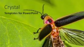  Presentation with firefly - Theme with close-up-shot-of-firefly background and a gold colored foreground