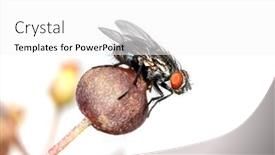  Presentation with bud - Presentation theme having close-up-shot-of-flower background and a white colored foreground