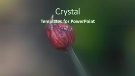  Presentation with water droplets - Colorful presentation design enhanced with close-up-shot-of-flower backdrop and a tawny brown colored foreground