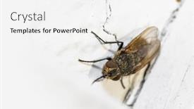  Presentation with fly - Slide set consisting of close-up-shot-of-fly background and a white colored foreground
