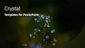  Presentation with forget - PPT layouts consisting of close-up-shot-of-forget background and a black colored foreground