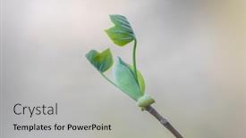  Presentation with shot - Amazing slide set having close-up-shot-of-fresh backdrop and a light gray colored foreground