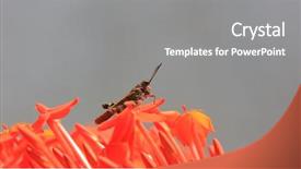  Presentation with tropical flowers close up - Presentation theme enhanced with close up shot of grasshopper background and a gray colored foreground