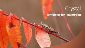  Presentation with shot - Presentation theme featuring close-up-shot-of-grasshopper background and a coral colored foreground