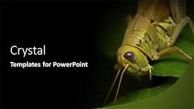  Presentation with shot - Colorful PPT layouts enhanced with close-up-shot-of-grasshopper backdrop and a black colored foreground