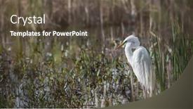  Presentation with marsh - Slide set with close-up-shot-of-great background and a tawny brown colored foreground