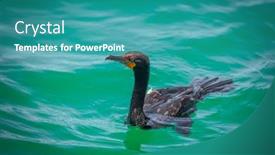  Presentation with shot - Cool new presentation theme with close-up-shot-of-great backdrop and a teal colored foreground