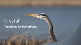  Presentation with wetlands - PPT layouts enhanced with close-up-shot-of-great background and a gray colored foreground