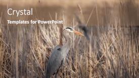  Presentation with wetlands - Amazing slide deck having close-up-shot-of-great backdrop and a coral colored foreground