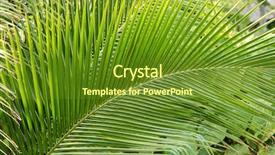  Presentation with palm tree - PPT theme featuring up shot of green palm background and a tawny brown colored foreground