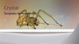  Presentation with water droplets - Presentation theme consisting of close-up-shot-of-hobo background and a coral colored foreground