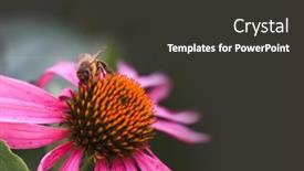  Presentation with honey bee - Presentation theme with close-up-shot-of-honey background and a dark gray colored foreground