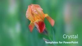  Presentation with iris flower - Presentation featuring close-up-shot-of-iris background and a ocean colored foreground