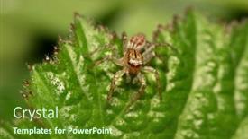  Presentation with spider - Theme consisting of close-up-shot-of-jumping background and a tawny brown colored foreground