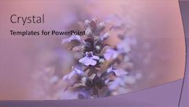  Presentation with lavender flowers - Presentation theme enhanced with close-up-shot-of-lavender background and a coral colored foreground