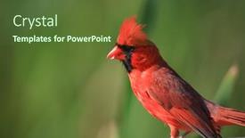  Presentation with cardinal - Beautiful theme featuring close-up-shot-of-male backdrop and a tawny brown colored foreground