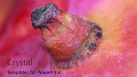  Presentation with mango - Amazing slides having close-up-shot-of-mango backdrop and a red colored foreground