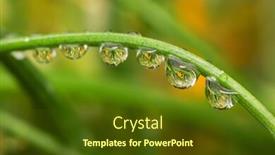  Presentation with water plant - PPT theme with close-up-shot-of-many background and a tawny brown colored foreground