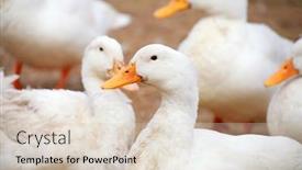  Presentation with shot - Beautiful slide set featuring shot of many white ducks backdrop and a soft green colored foreground