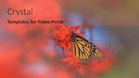  Presentation with monarch butterfly - Beautiful theme featuring close-up-shot-of-monarch backdrop and a red colored foreground