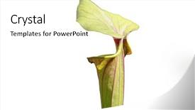  Presentation with close up shot - Audience pleasing theme consisting of close up shot of monkey backdrop and a white colored foreground