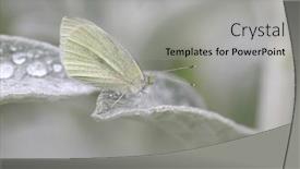  Presentation with moth - Audience pleasing presentation design consisting of close-up-shot-of-moth backdrop and a light gray colored foreground
