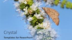  Presentation with moth - Slide deck having close-up-shot-of-moth background and a light blue colored foreground