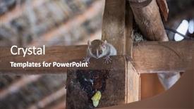  Presentation with lemur - Beautiful presentation featuring close up shot of mouse lemur - endemic species of madagascar backdrop and a violet colored foreground