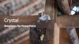  Presentation with lemur - Slides enhanced with close up shot of mouse lemur - endemic species of madagascar background and a gray colored foreground