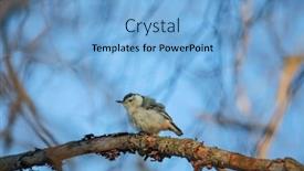  Presentation with nut - Cool new presentation theme with close-up-shot-of-nut backdrop and a light blue colored foreground