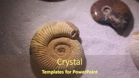  Presentation with sea shells - Beautiful theme featuring close-up-shot-of-old backdrop and a tawny brown colored foreground