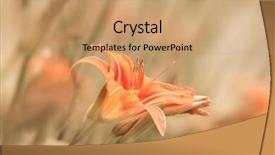  Presentation with lily flower - Slide deck with shot of orange tiger lily background and a coral colored foreground