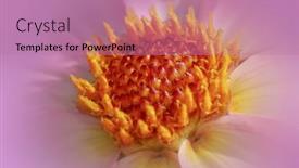  Presentation with gerbera daisy pink flower - Presentation theme consisting of close-up-shot-of-pink background and a coral colored foreground