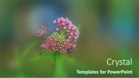  Presentation with wild flower - Colorful presentation enhanced with close-up-shot-of-pink backdrop and a tawny brown colored foreground