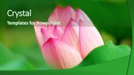  Presentation with gallery - Cool new presentation with close up shot of pink lotus look at my gallery for more lotus backdrop and a forest green colored foreground