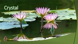  Presentation with gallery - Presentation theme enhanced with close up shot of pink lotus look at my gallery for more lotus background and a tawny brown colored foreground