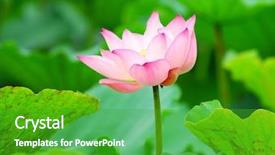  Presentation with gallery - Presentation featuring close up shot of pink lotus look at my gallery for more lotus background and a shamrock green colored foreground